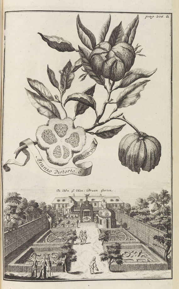 Johann Christoph Volckamer - Nürnbergische Hesperides. 1 Tl. 1708 - 