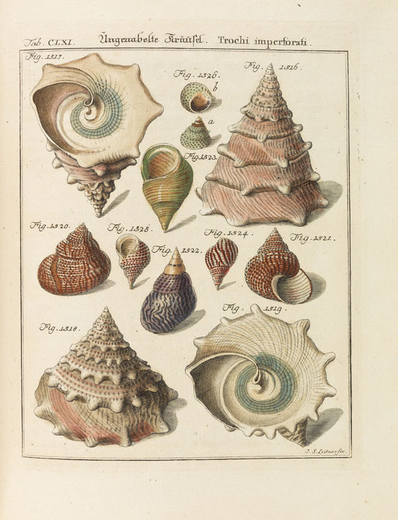 Friedrich Heinrich Wilhelm Martini - Neues systematisches Conchylien-Cabinet. 1768-1829. 12 Bde. - 