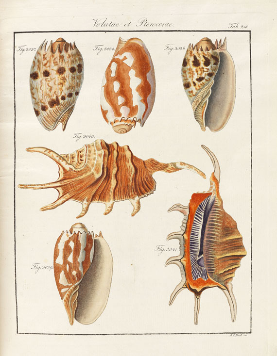 Friedrich Heinrich Wilhelm Martini - Neues systematisches Conchylien-Cabinet. 1768-1829. 12 Bde. - 