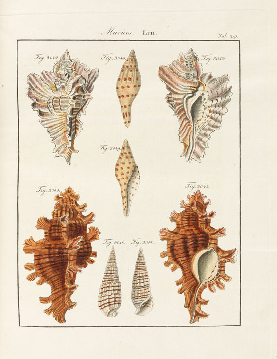 Friedrich Heinrich Wilhelm Martini - Neues systematisches Conchylien-Cabinet. 1768-1829. 12 Bde. - 
