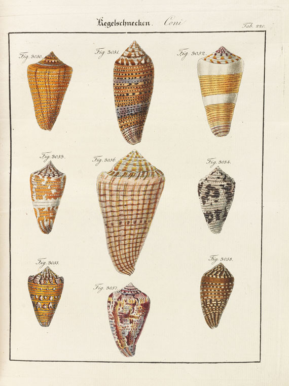 Friedrich Heinrich Wilhelm Martini - Neues systematisches Conchylien-Cabinet. 1768-1829. 12 Bde. - 