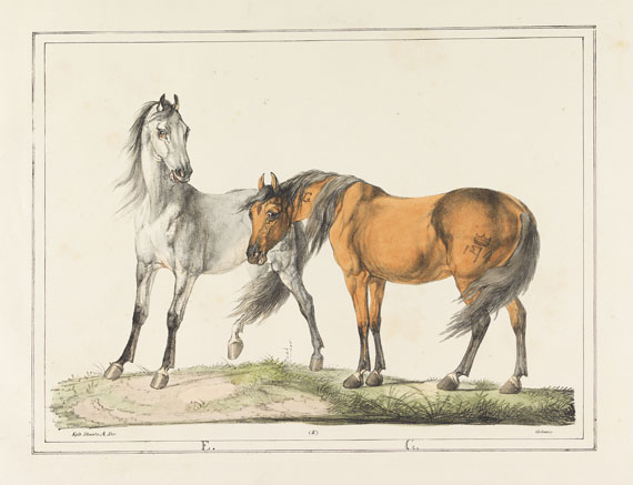 Christian David Gebauer - Det kongelige danske Stutterei. 1822. - 