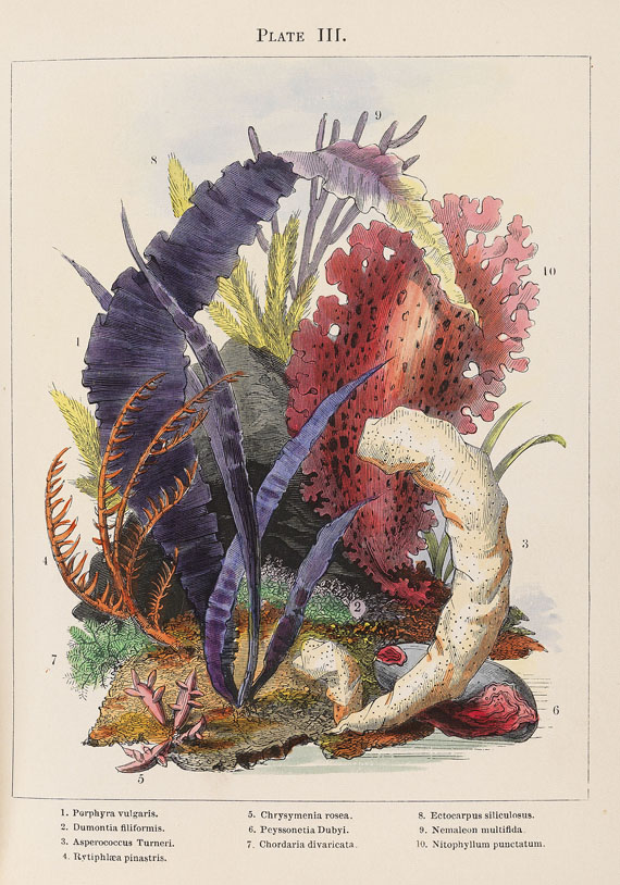 Henry Noel Humphreys - Ocean and River Gardens. 1857. - 