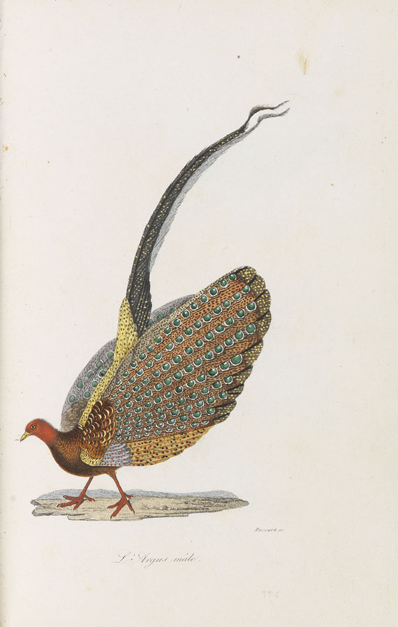 Georges Louis Lerclerc Buffon - Oiseaux. Tafelband. Ca. 1840 - Dabei: Ray, Ornithologie. 1767