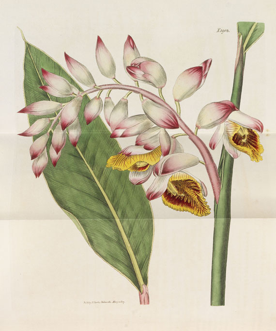 William Curtis - The Botanical Magazine. 46 Bde. 1787-1842. - 
