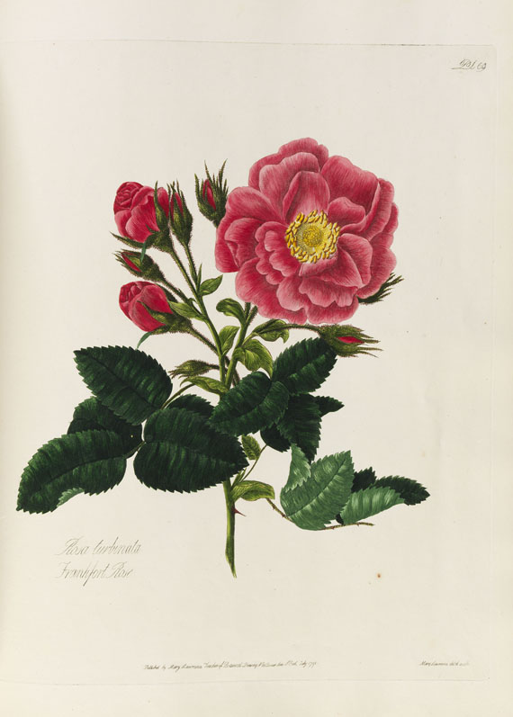 Mary Lawrance - A collection of roses. 1799.