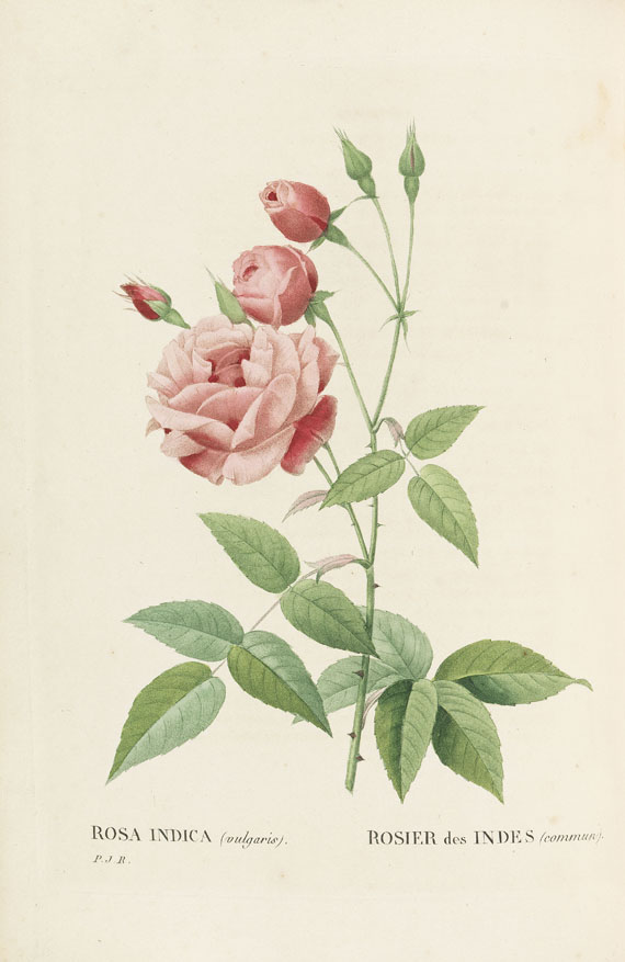 Pierre Joseph Redouté - Les Roses, 3 Bde. 2. Oktavausgabe 1828-29. - 