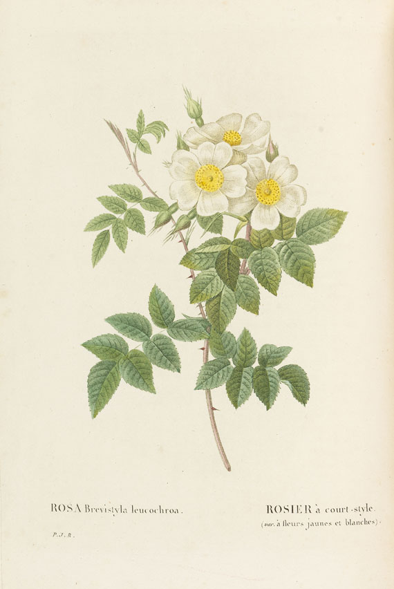 Pierre Joseph Redouté - Les Roses, 3 Bde. 2. Oktavausgabe 1828-29.