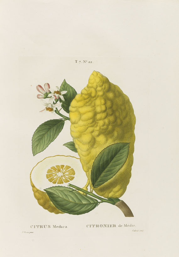 Henri Louis Duhamel du Monceau - Trait des arbres et arbustes. 7 Bde. 1800-1819.