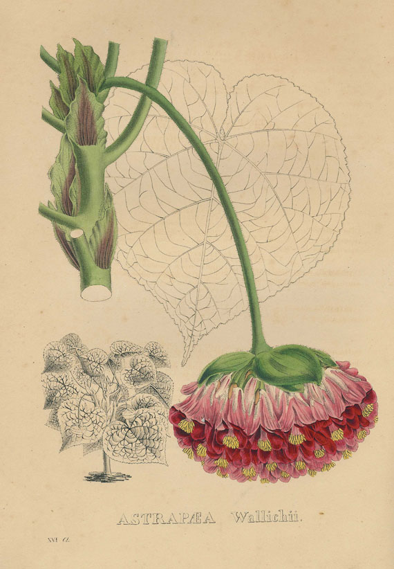 Pierre Corneille van Geel - Sertum botanicum. Um 1830.