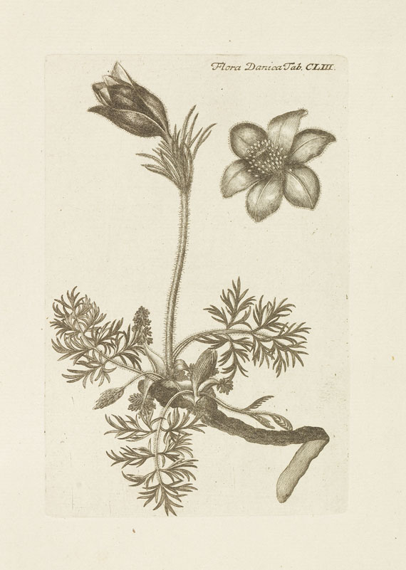   - Flora Danica. 10 Bde. 1761-99 - 
