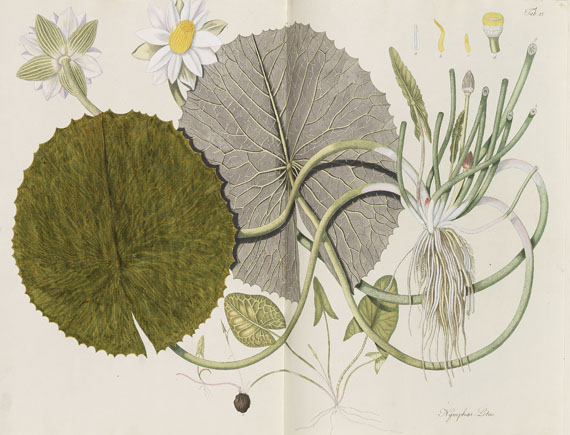 F. A. von Waldstein - Plantarum rariorum Hungariae. Bd. I + III (von 3) in 2 Bdn. 1802-1812