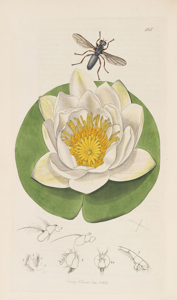 John Curtis - The genera of insects. 8 Bde. 1823-40 - 