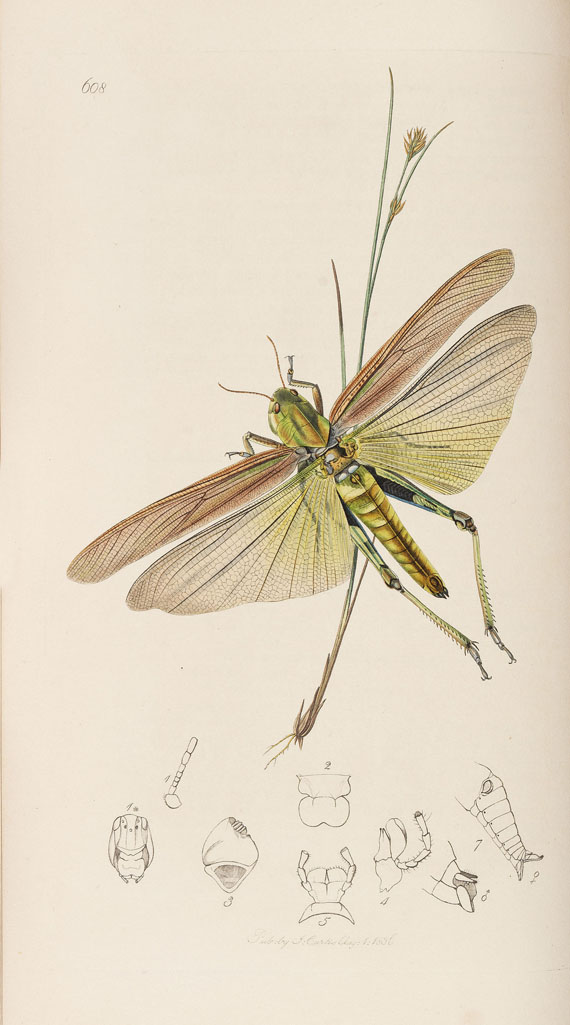 John Curtis - The genera of insects. 8 Bde. 1823-40 - 