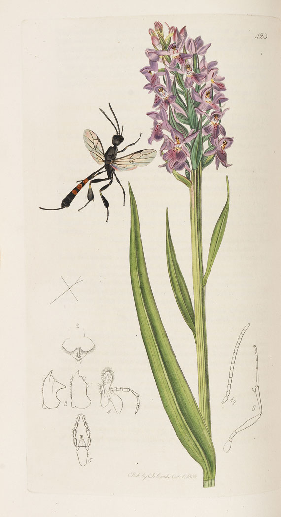 John Curtis - The genera of insects. 8 Bde. 1823-40 - 