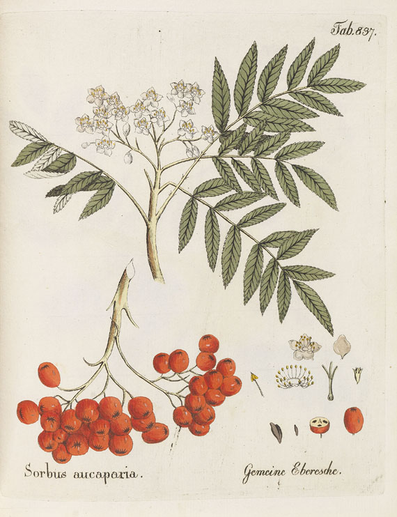 Ferdinand Bernhard Vietz - Icones plantarum. 7 Bde. d. Reihe. 1800