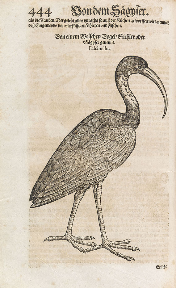 Conrad Gesner - Vogelbuch-Fischbuch-Schlangebuch. 3 Tle. in 1 Bde. 1589-1600