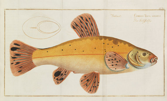 Marcus Elieser Bloch - Naturgeschichte der Fische Deutschlands. 1782