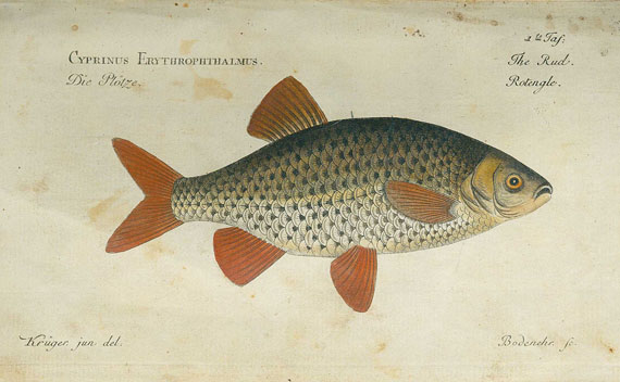 Marcus Elieser Bloch - Naturgeschichte der Fische. 2 Bde. 1783-85
