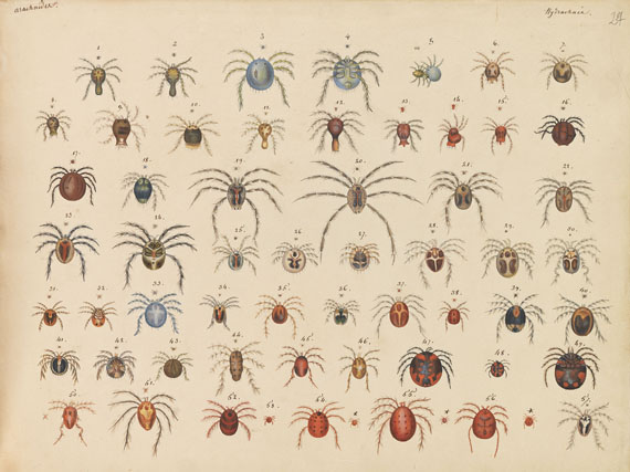 Spinnentiere - Album mit Darstellungen. Überwiegend Spinnen. 1829-30