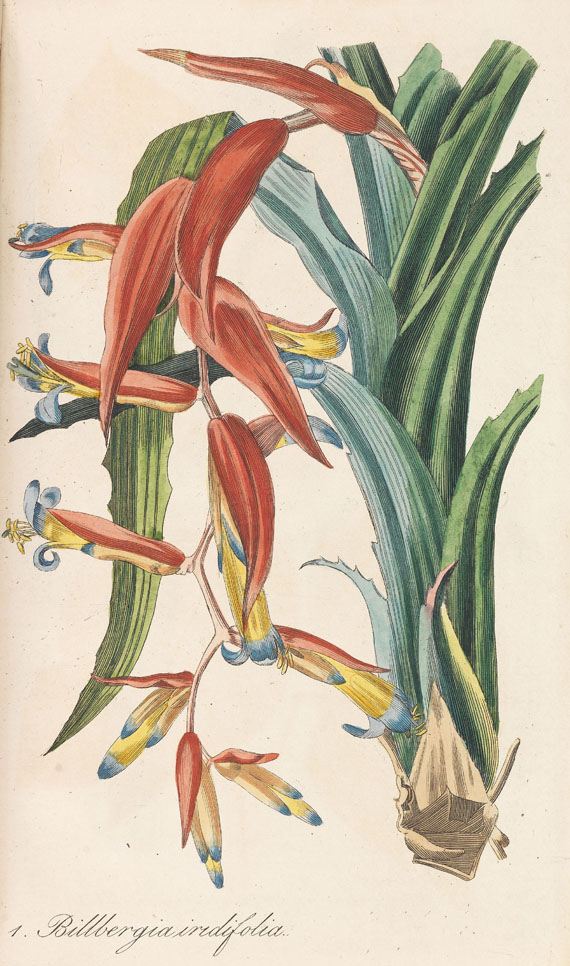 Jakob Ernst Reider - Annalen der Blumisterei. 12 Bde. + 2 Bde. 1826-1843 - 
