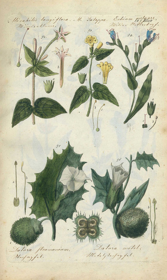 Karl Wilhelm Juch - Handbuch der pharmazeutischen Botanik. 1801-04