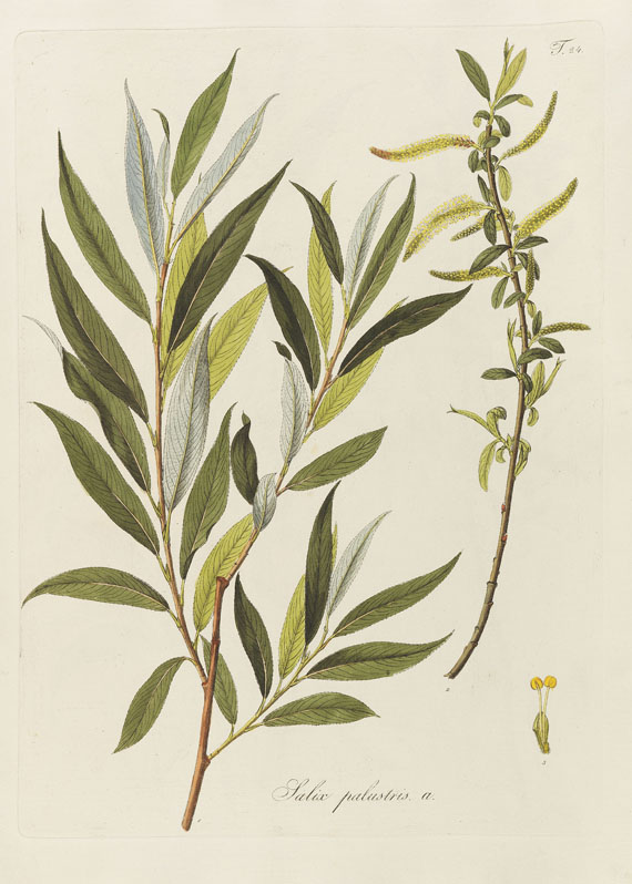 Nicolas Thomas Host - Salix. Wien - 