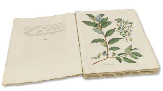 Nicolas Thomas Host - Salix. Wien - 