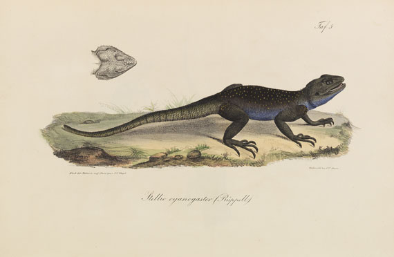 Eduard Rüppell - Neue Wirbelthiere. 1835. - 