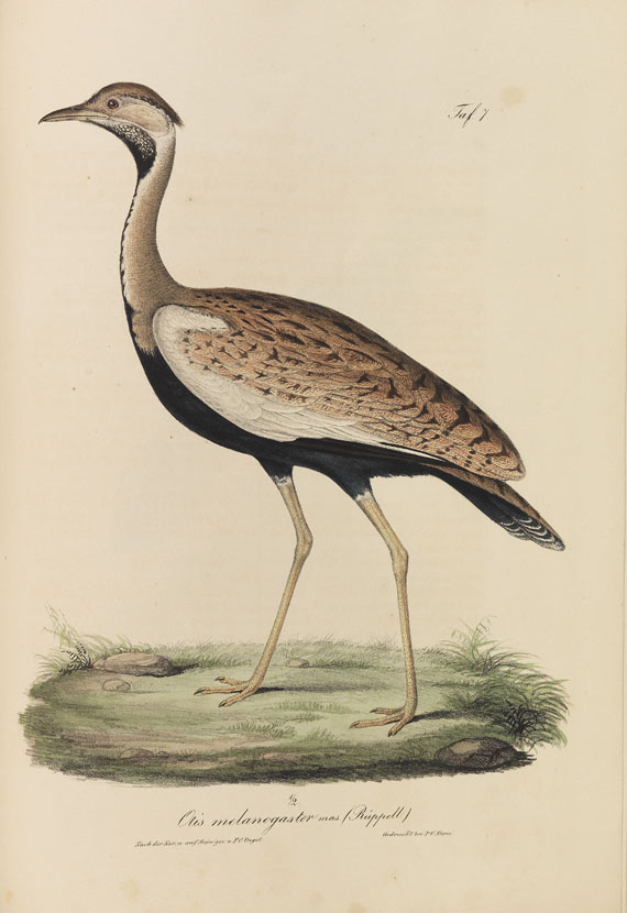 Eduard Rüppell - Neue Wirbelthiere. 1835. - 