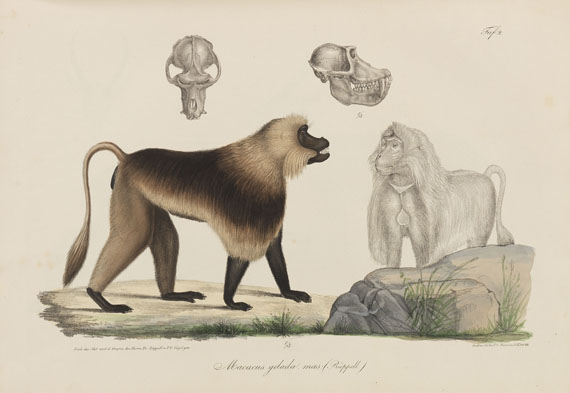 Eduard Rüppell - Neue Wirbelthiere. 1835. - 