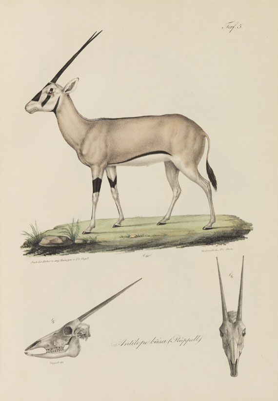 Eduard Rüppell - Neue Wirbelthiere. 1835. - 
