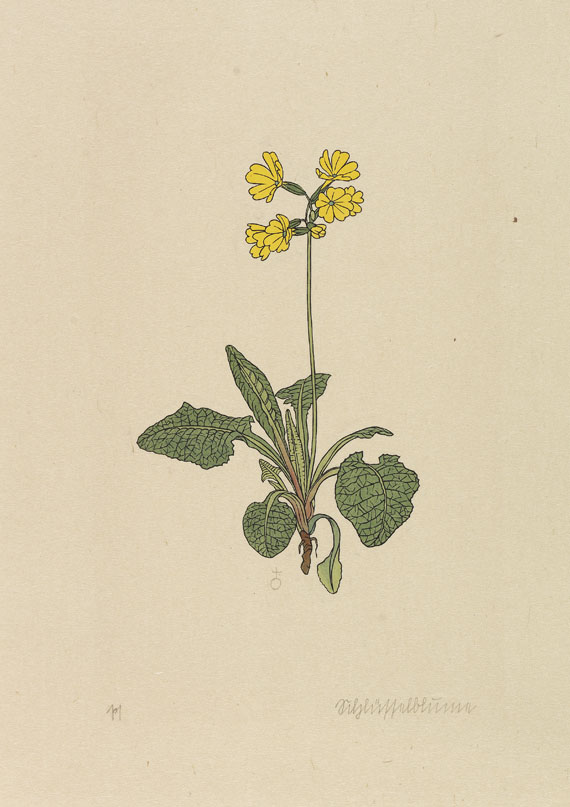Rudolf Koch - Das Blumenbuch. 12 Mappen. 1923-30. Ex. der Luxusausgabe. - 