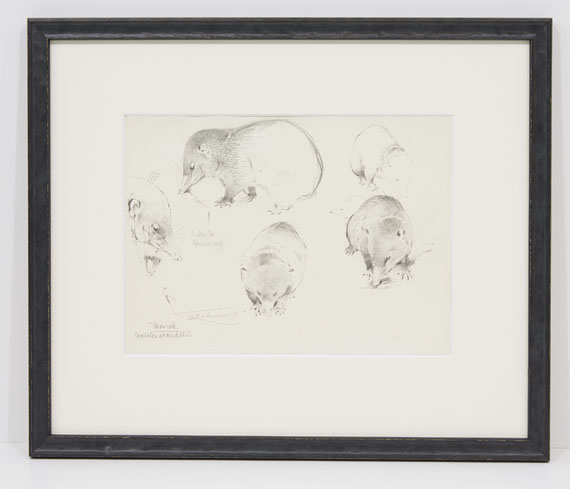 Wilhelm Kuhnert - Tanrek (Studienblatt mit Tenreks) - Frame image