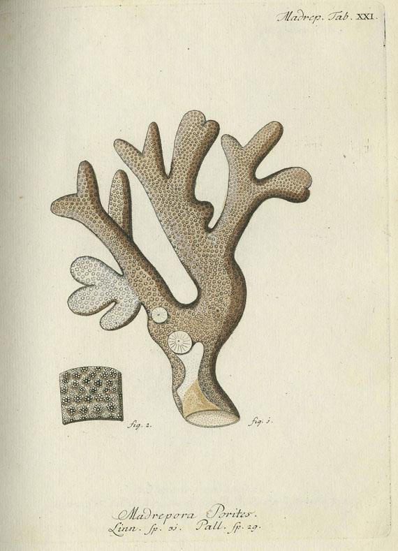 Johann Christoph Esper - Pflanzenthiere. 2 Bde. 1791