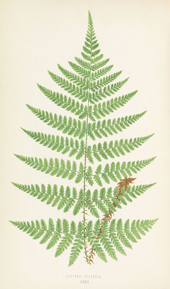Edward Joseph Lowe - Ferns. + Johnson, Ferns + 1 Beig., zus. 4 Bde. 1855-67