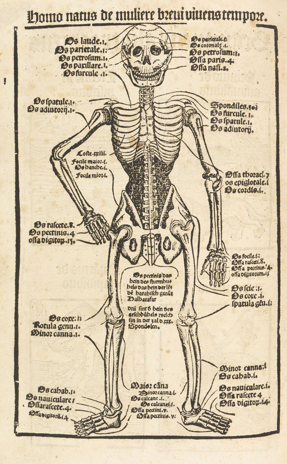   - Hortus Sanitatis 1517 - 