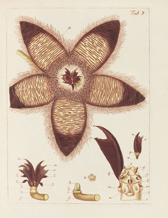 Nicolaus Joseph Jacquin - Miscellanea Austriaca ad botanicam - 