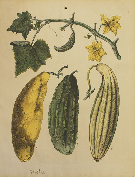  Obst - 64 Bll. Früchte (Sickler-Aquarelle, Weinmann etc.) - 