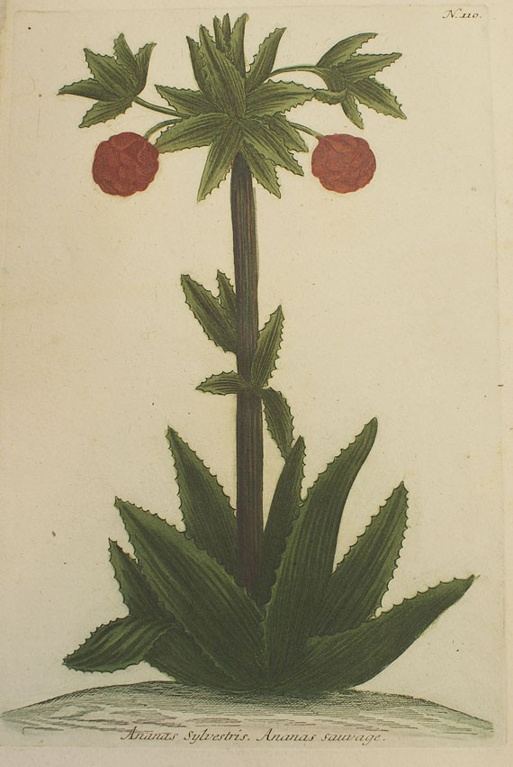  Obst - 64 Bll. Früchte (Sickler-Aquarelle, Weinmann etc.) - 