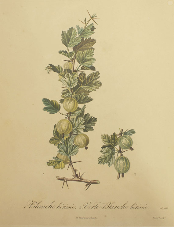 Obst - 64 Bll. Früchte (Sickler-Aquarelle, Weinmann etc.) - 