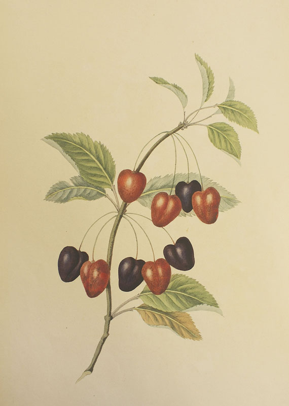  Obst - 64 Bll. Früchte (Sickler-Aquarelle, Weinmann etc.) - 