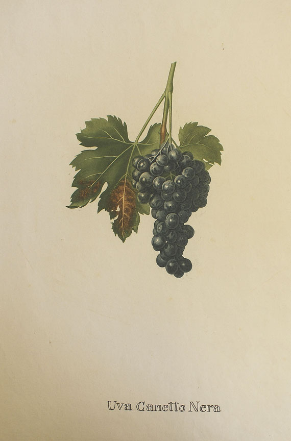  Obst - 64 Bll. Früchte (Sickler-Aquarelle, Weinmann etc.) - 