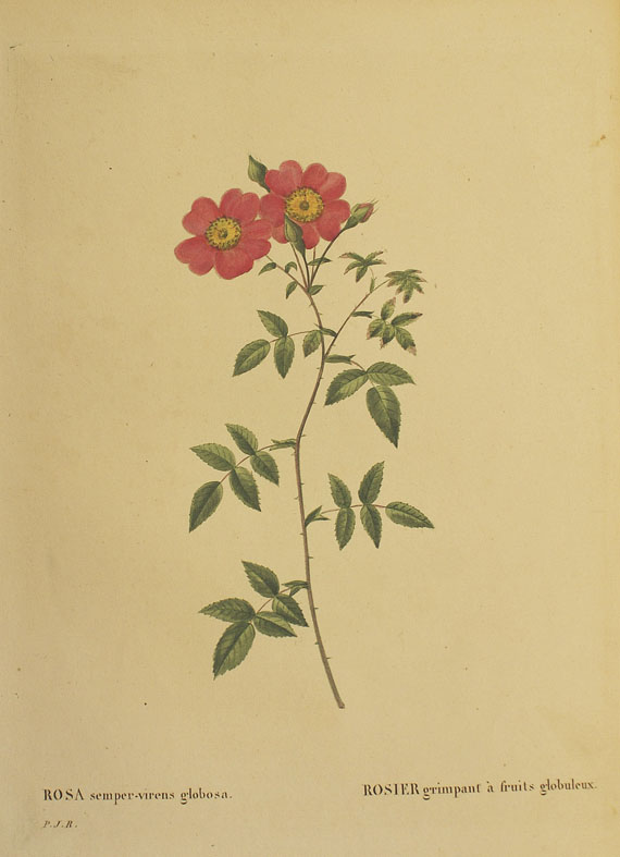  Blumen und Pflanzen - Ca. 290 Bll. Blumen (Weinmann, Blackwell, Redouté etc.). - 