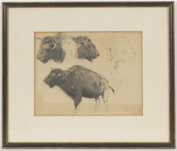 Wilhelm Kuhnert - Wisent und Wisentkopf-Studien - Frame image