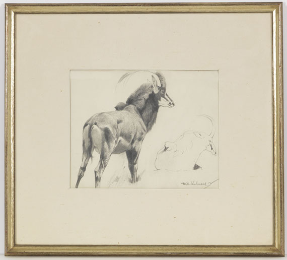 Wilhelm Kuhnert - Rappenantilope - Frame image
