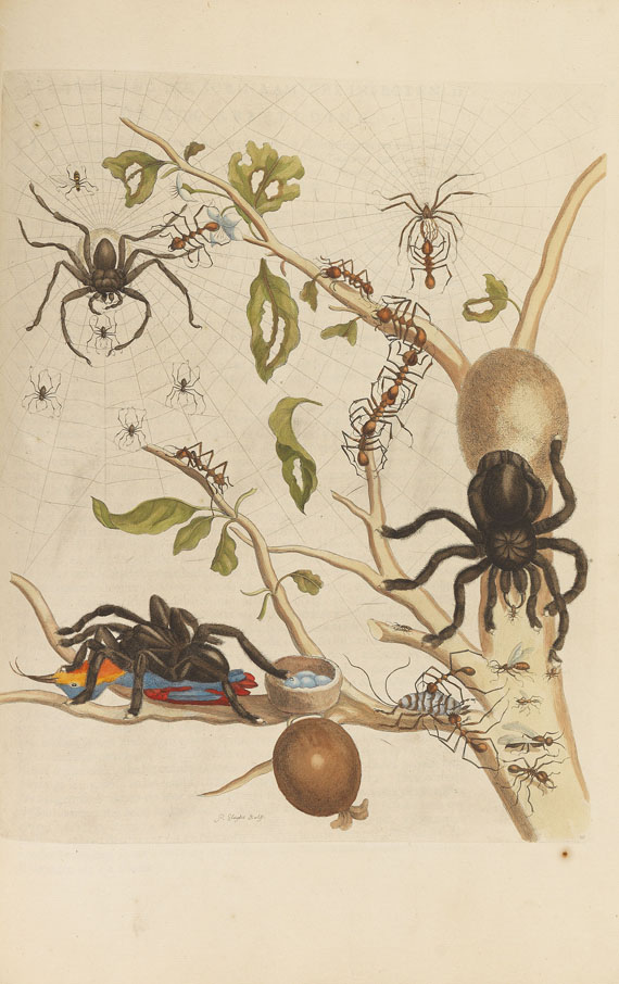 Maria Sibylla Merian - Surinaamsche Insecten. Amsterdam 1730 - 