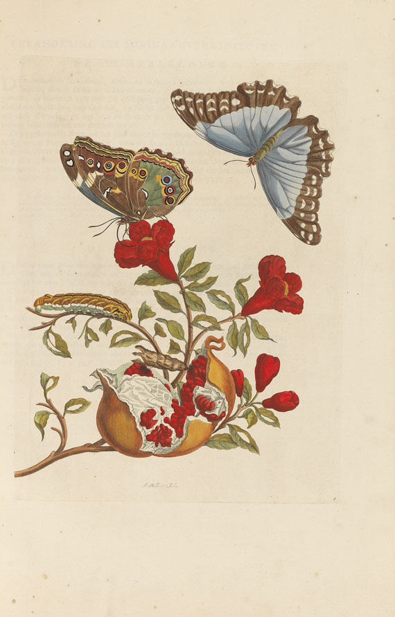 Maria Sibylla Merian - Surinaamsche Insecten. Amsterdam 1730 - 