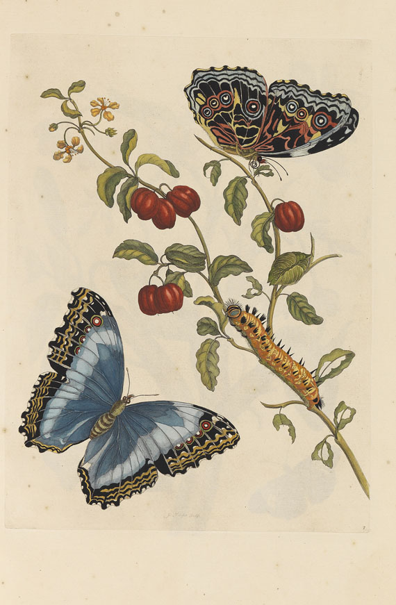 Maria Sibylla Merian - Surinaamsche Insecten. Amsterdam 1730