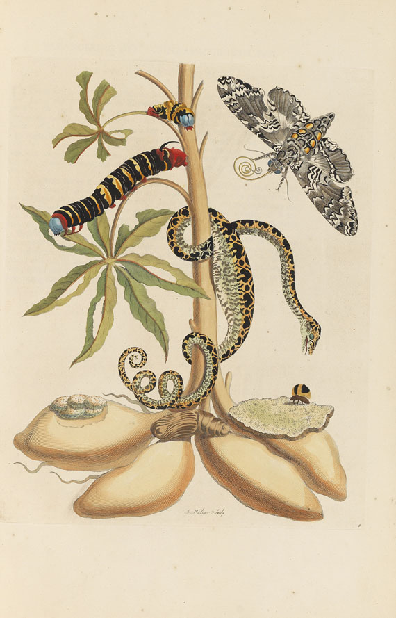 Maria Sibylla Merian - Surinaamsche Insecten. Amsterdam 1730 - 